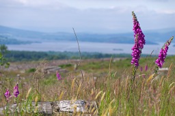 2013_07_11_Schottland_008
