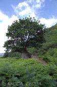 2013_07_11_Schottland_028
