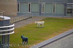 2013_07_11_Schottland_146