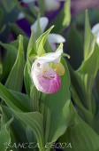 2014_06_10_Schweden_048