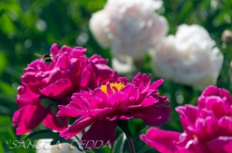 2014_06_10_Schweden_054