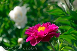 2014_06_10_Schweden_055