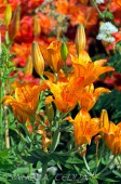 2014_06_10_Schweden_059