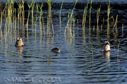 2014_06_10_Schweden_061