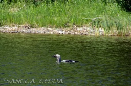 2014_06_10_Schweden_063