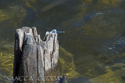 2014_06_10_Schweden_087