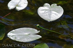 2014_06_10_Schweden_088