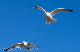 2014_06_10_Schweden_096