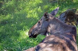 2014_06_10_Schweden_131