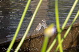 2014_06_10_Schweden_135