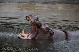 2015_05_28_Zoo_Emmen_002