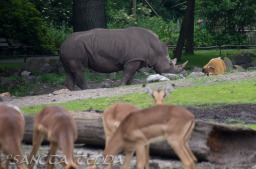 2015_05_28_Zoo_Emmen_004