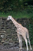 2015_05_28_Zoo_Emmen_006