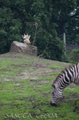 2015_05_28_Zoo_Emmen_007