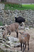 2015_05_28_Zoo_Emmen_009