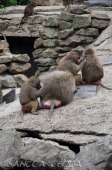 2015_05_28_Zoo_Emmen_011