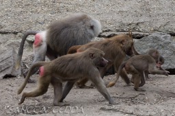 2015_05_28_Zoo_Emmen_012