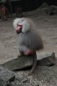 2015_05_28_Zoo_Emmen_014