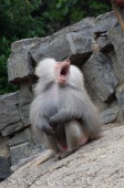 2015_05_28_Zoo_Emmen_015