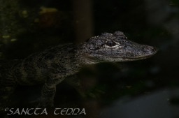 2015_05_28_Zoo_Emmen_017