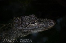2015_05_28_Zoo_Emmen_018