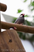 2015_05_28_Zoo_Emmen_020