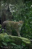 2015_05_28_Zoo_Emmen_022
