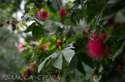 2015_05_28_Zoo_Emmen_027