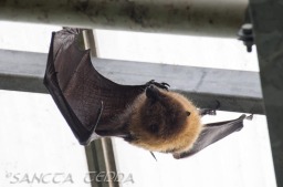 2015_05_28_Zoo_Emmen_028