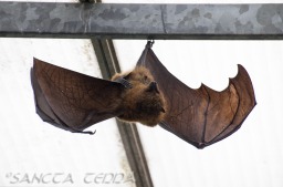2015_05_28_Zoo_Emmen_029
