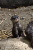 2015_05_28_Zoo_Emmen_035