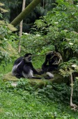 2015_05_28_Zoo_Emmen_041