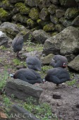2015_05_28_Zoo_Emmen_043