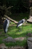 2015_05_28_Zoo_Emmen_044