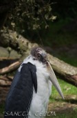 2015_05_28_Zoo_Emmen_045