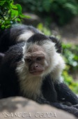 2015_05_28_Zoo_Emmen_046