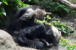 2015_05_28_Zoo_Emmen_048