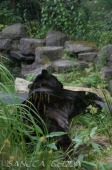 2015_05_28_Zoo_Emmen_049