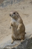 2015_05_28_Zoo_Emmen_054