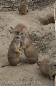 2015_05_28_Zoo_Emmen_056