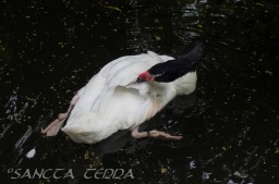 2015_05_28_Zoo_Emmen_057