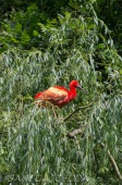 2015_05_28_Zoo_Emmen_058