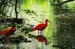 2015_05_28_Zoo_Emmen_059