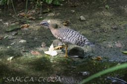 2015_05_28_Zoo_Emmen_060