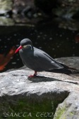 2015_05_28_Zoo_Emmen_062