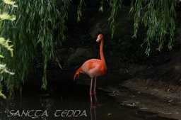 2015_05_28_Zoo_Emmen_064