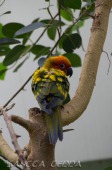 2015_05_28_Zoo_Emmen_068