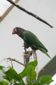 2015_05_28_Zoo_Emmen_070