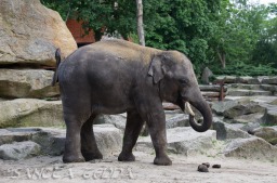 2015_05_28_Zoo_Emmen_073