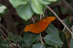 2015_05_28_Zoo_Emmen_076